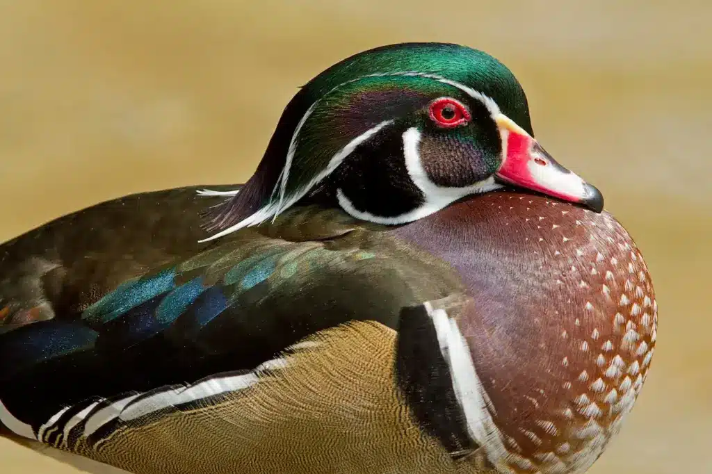 Closeup Image of Wood Duck Swimming in the River 