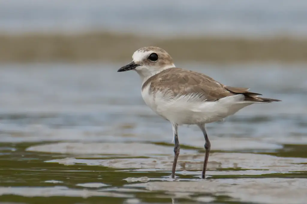 Closeup Image of a Greater Sand Plovers