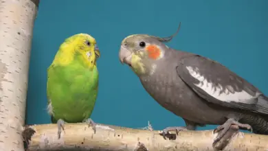 Cockatiel vs Parakeet Blue Background