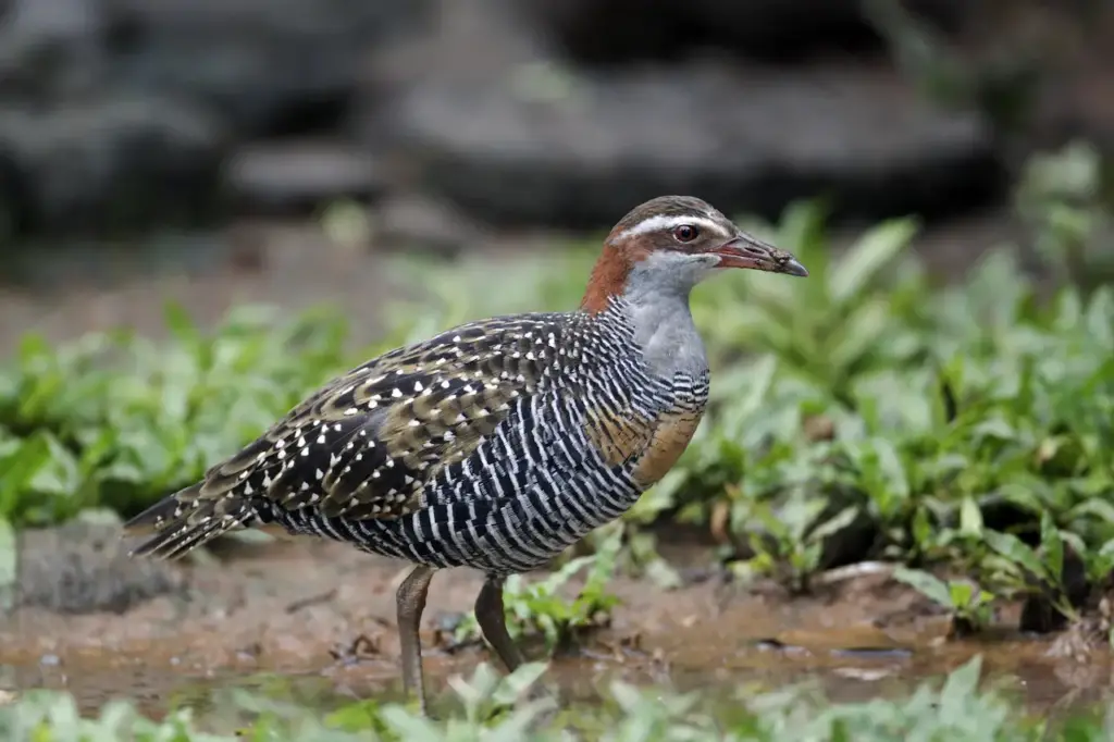 Cocos Buff-banded Rails on the Grounds