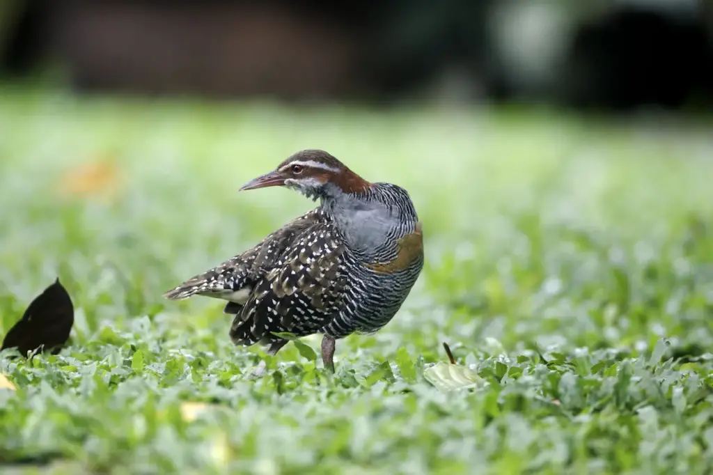 Cocos Buff-banded Rails on the Grass