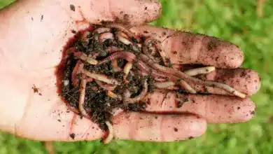 Earthworms On A Person's Hands Coeloms and Pseudocoeloms