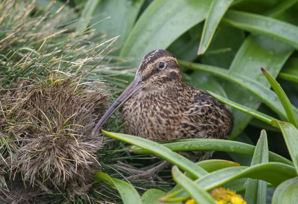 Coenocorypha Looking for Food 