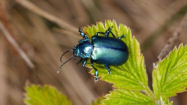 Coléoptères : to be or no to be … a beetle