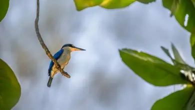 A Collared Kingfisher On A Tree Twig