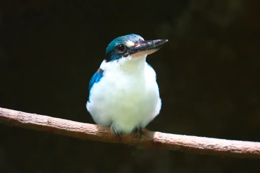 Collared Kingfisher 