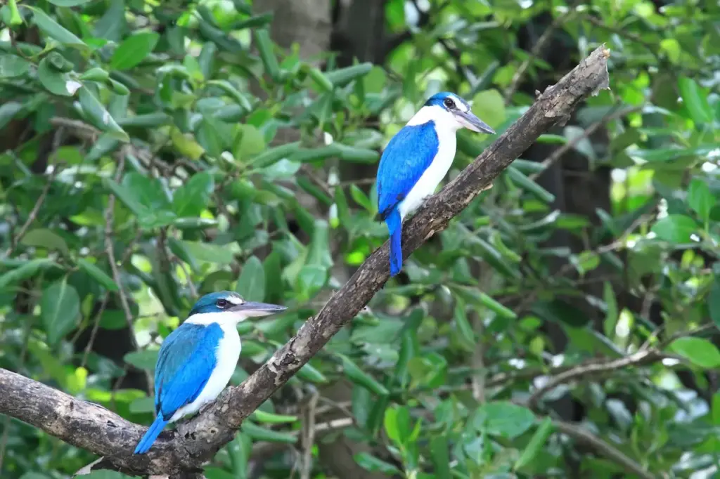 Collared Kingfishers on a Tree Branch