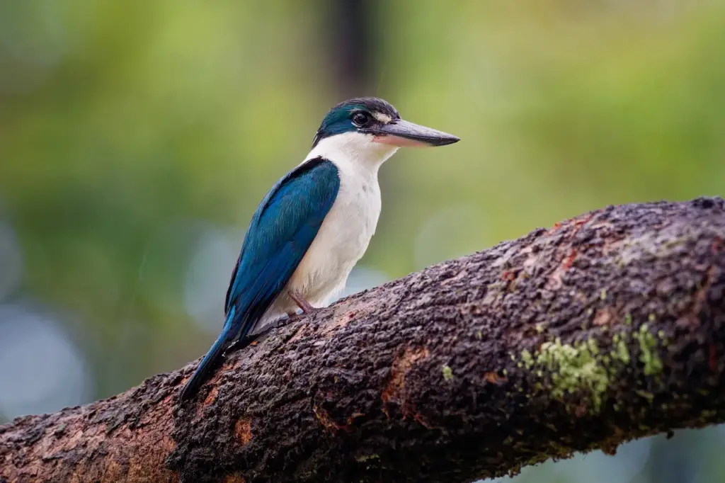 Collared Kingfishers Image 