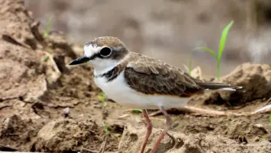 The Collared Plovers Searching For Food