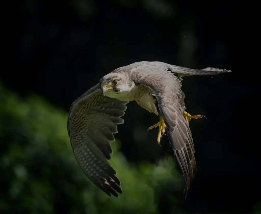 A Collared Sparrowhawk Flying