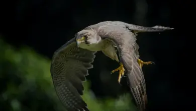 A Collared Sparrowhawk Flying
