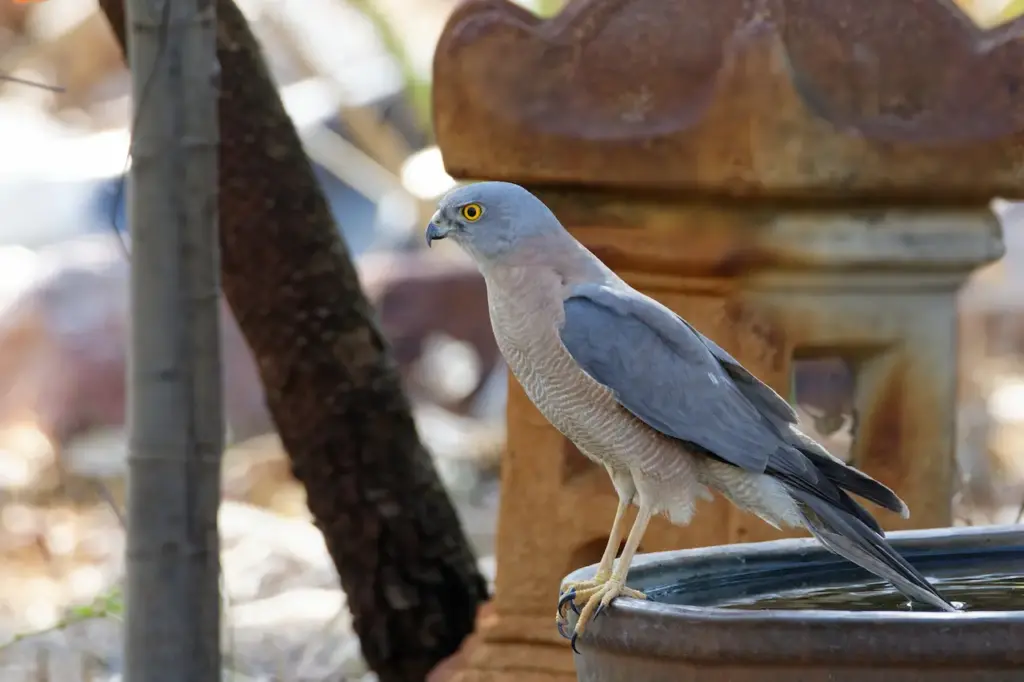 Collared Sparrowhawks Perched on a Bowl  
