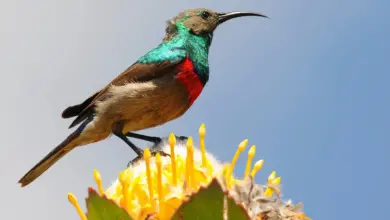 A Collared Sunbirds On Top Of Yellow Flower
