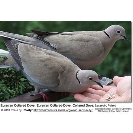 Eurasian Collared Dove, Eurasian Collared-Dove, Collared Dove; Szczecin, Poland
