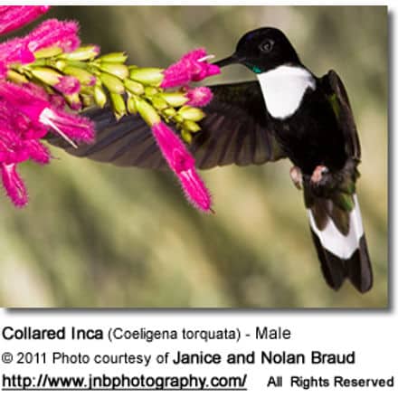 Collared Inca (Coeligena torquata)