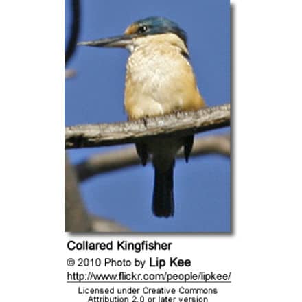 Collared Kingfisher (Todiramphus chloris)