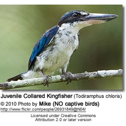 Juvenile Collared Kingfisher (Todiramphus chloris)