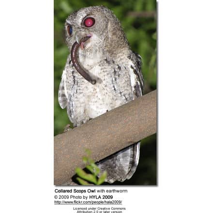 Collared Scops Owl with earthworm