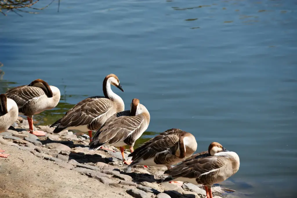 Colonia Swan Geese Resting on the Seaside