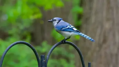 The Colorful Jay on Top of the Metal Fence