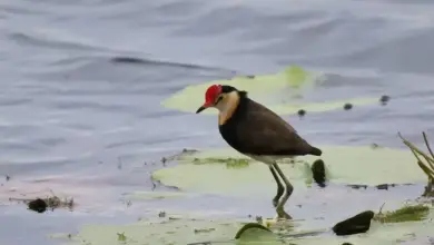 The Comb-crested Jacana Is Looking For Food In The Water