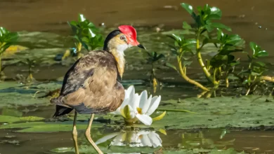 Comb-crested Jacana
