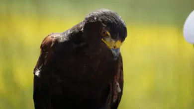 The Common Black Hawk