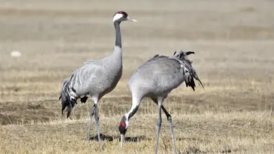 Two Common Crane On The Grass