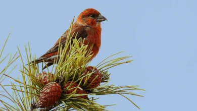 Common Crossbills