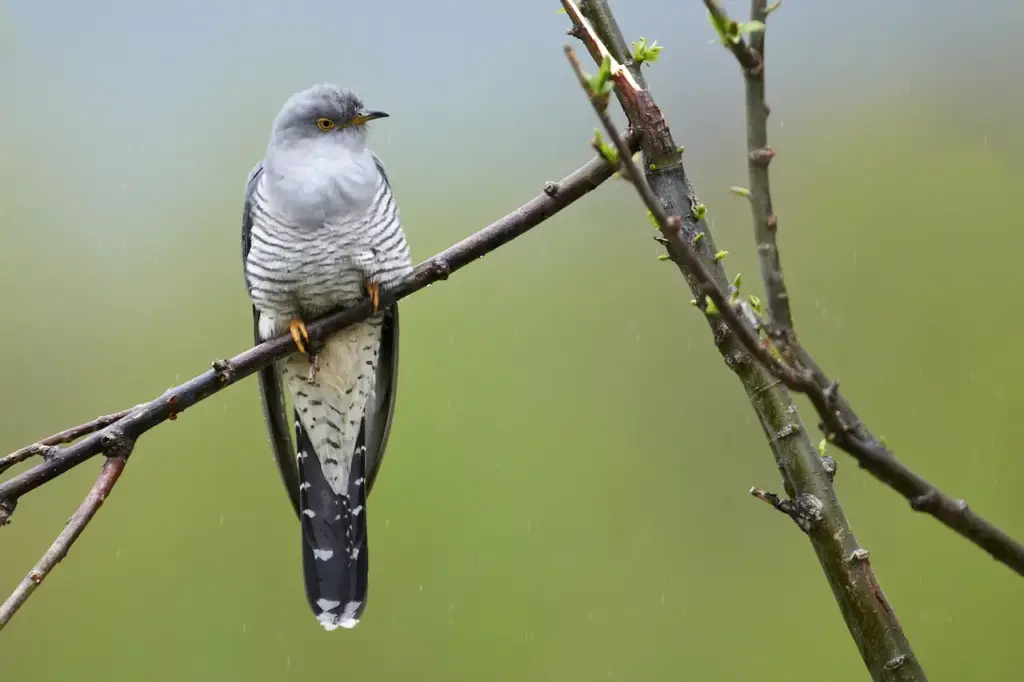 Common Cuckoo on Tree Branch 