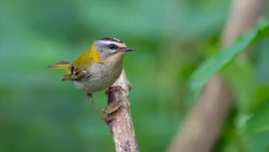 Common Firecrest Kinglets