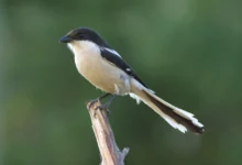 Common Fiscal Shrike