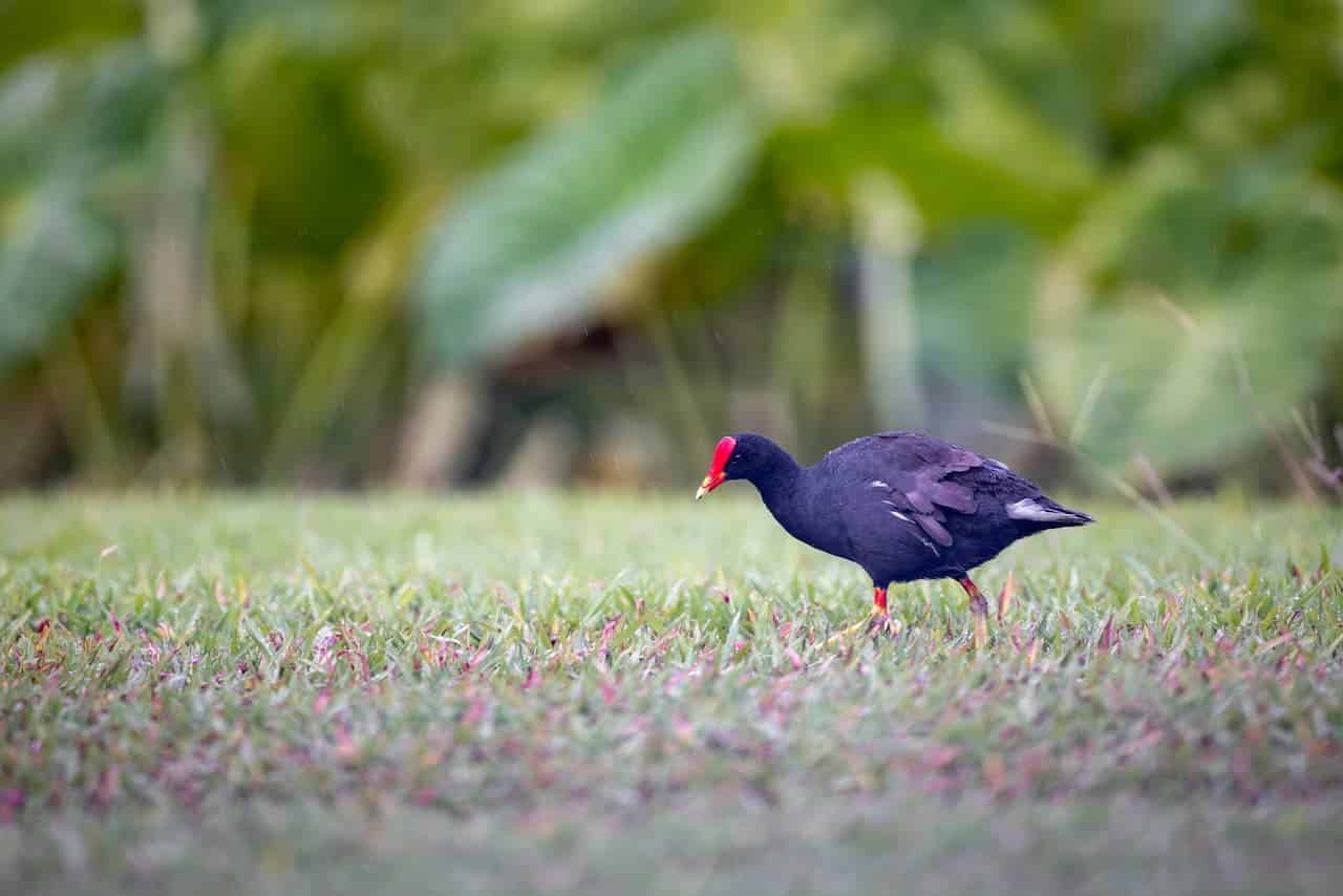 A Common Gallinules Walking In Grassy Area