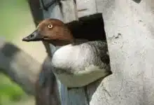 Common Goldeneye Nest Box