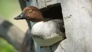 Common Goldeneye Nest Box