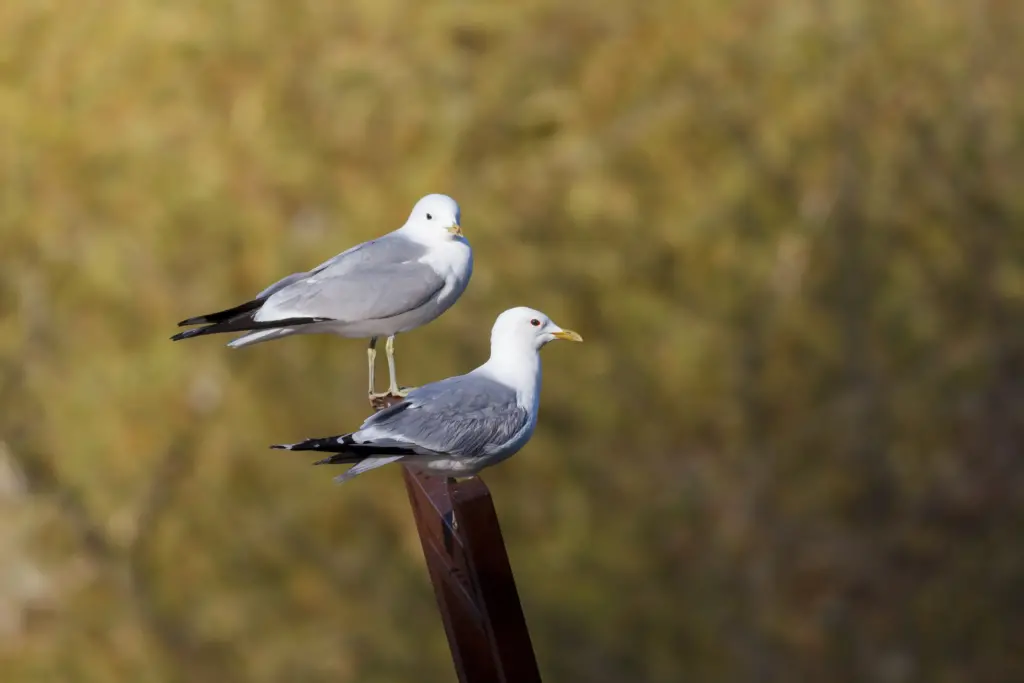 Common Gulls Sitting on a Sculpture