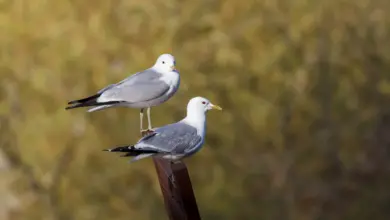 Common Gulls Sitting on a Sculpture