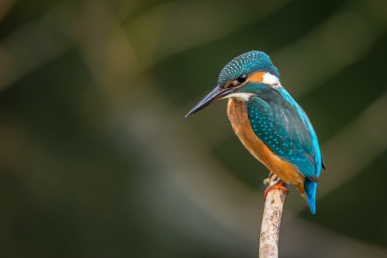 The Common Kingfisher Perched In The Thorn Of A Tree