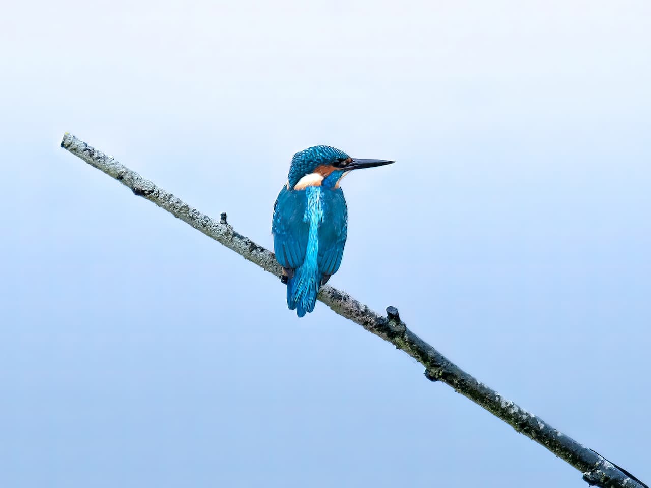 A Bird On The Edge Of A Tree Branch