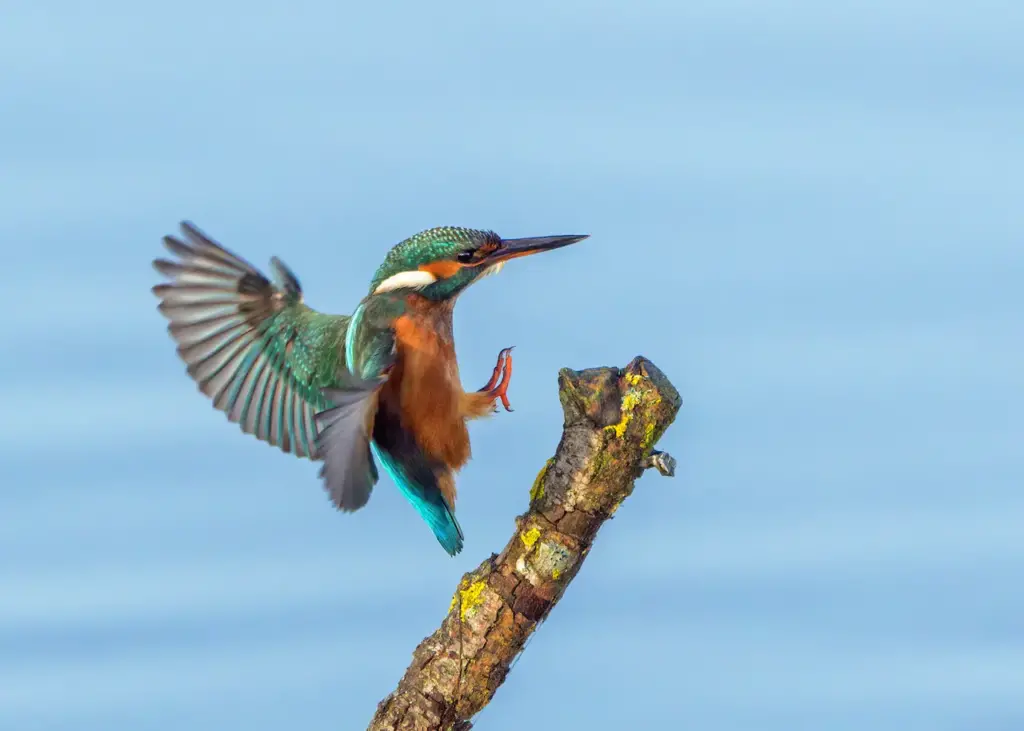 Common Kingfisher Landing on a Stick