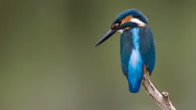 Image of Common Kingfishers
