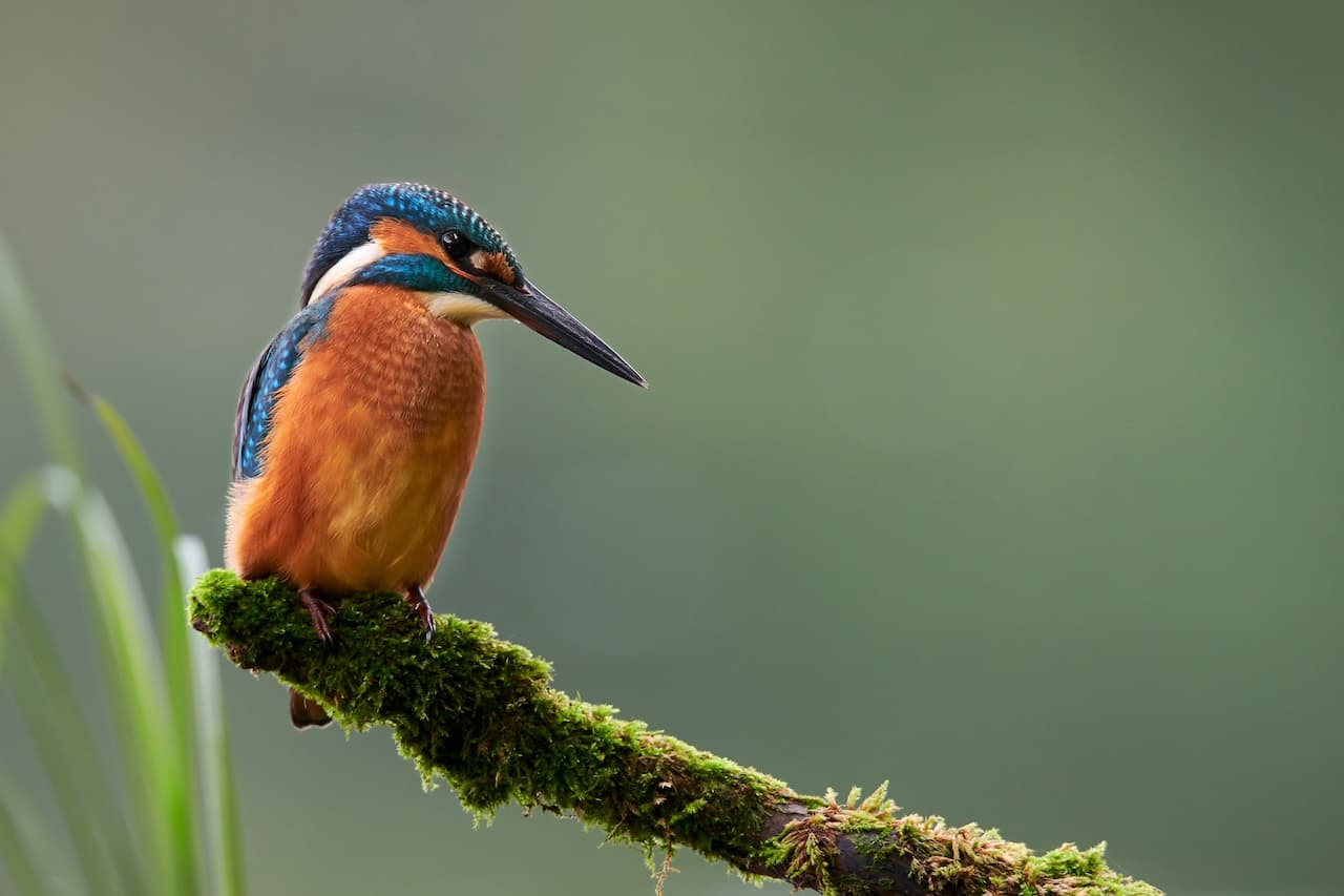 A Small Colourful Bird Perched On The Branch