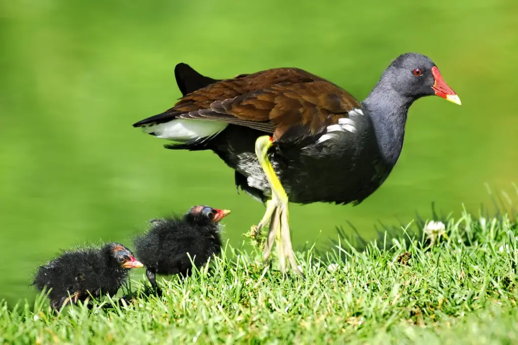 Common Moorhen and Chicks 