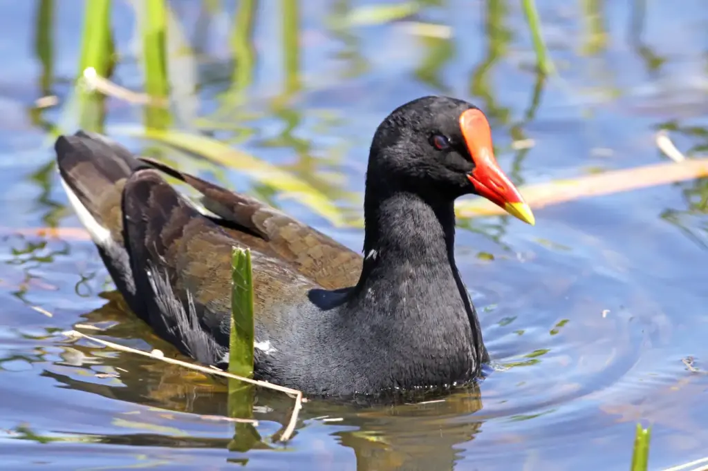 Common Moorhen on a Water  