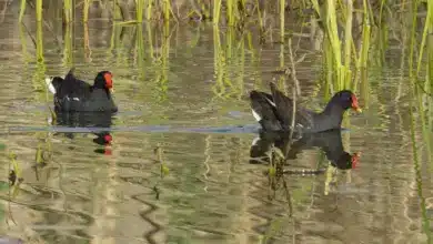 A Common Moorhens Swimming in a Pond