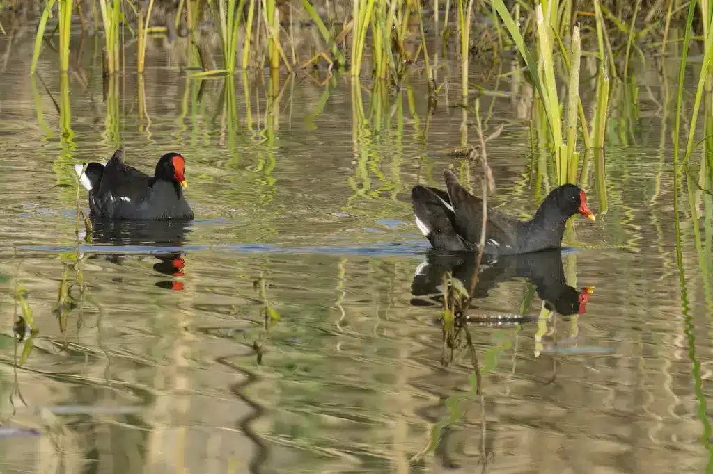 Common Moorhens Swimming in a Pond