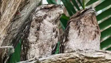 Two Common Nighthawk Perching In The Tree