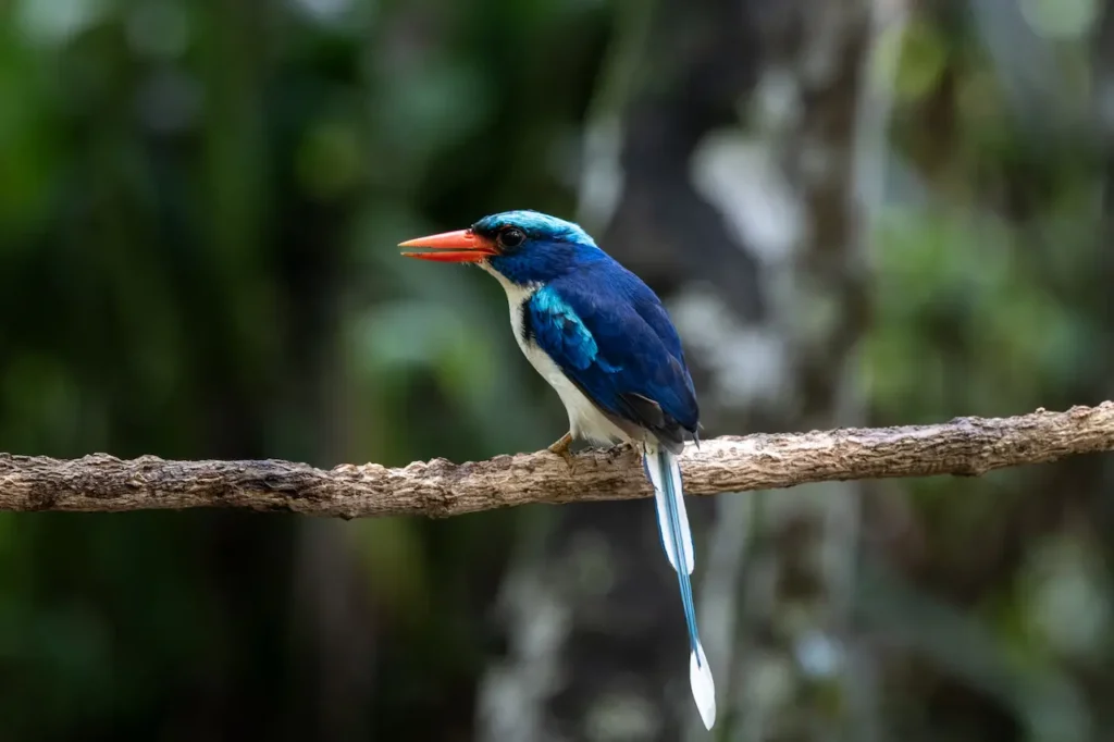 Common Paradise Kingfishers