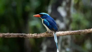 Common Paradise-kingfishers Perched on Tree Branch