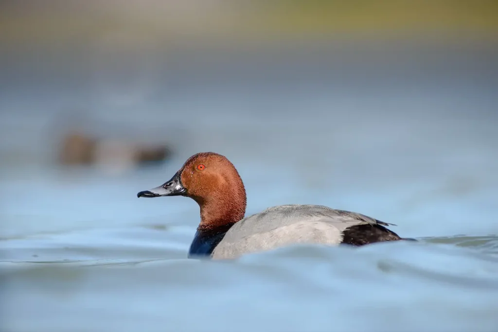 A Common Pochard In The Water